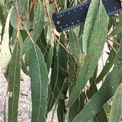 Eucalyptus goniocalyx at Crowther, NSW - 29 Apr 2025 by Frecko
