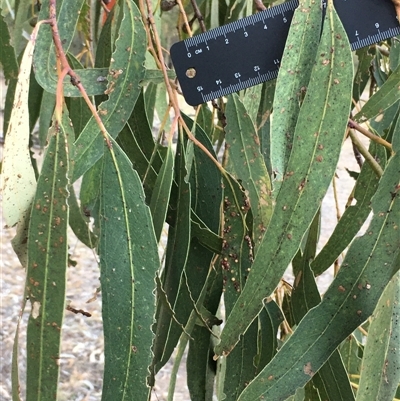 Eucalyptus goniocalyx at Crowther, NSW - 29 Apr 2025 by Frecko