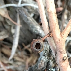 Eucalyptus bridgesiana at Crowther, NSW - Yesterday by Frecko