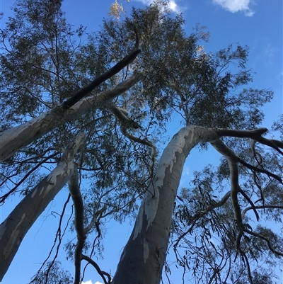 Eucalyptus rossii (Inland Scribbly Gum) at Crowther, NSW - 29 Apr 2025 by Frecko