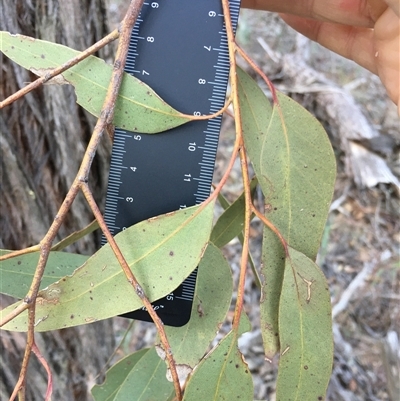 Eucalyptus macrorhyncha (Red Stringybark) at Crowther, NSW - 29 Apr 2025 by Frecko
