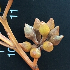 Eucalyptus macrorhyncha (Red Stringybark) at Crowther, NSW - 29 Apr 2025 by Frecko