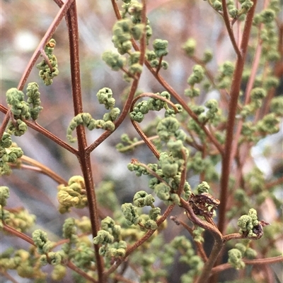 Cheilanthes sieberi subsp. sieberi (Mulga Rock Fern) at Crowther, NSW - 29 Apr 2025 by Frecko