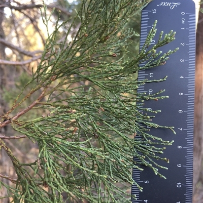 Callitris endlicheri (Black Cypress Pine) at Crowther, NSW - 29 Apr 2025 by Frecko