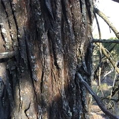 Callitris endlicheri at Crowther, NSW - 29 Apr 2025 03:15 PM