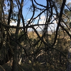 Callitris endlicheri at Crowther, NSW - 29 Apr 2025 03:15 PM