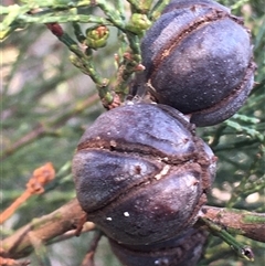Callitris endlicheri at Crowther, NSW - 29 Apr 2025 03:15 PM