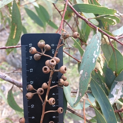 Eucalyptus rossii (Inland Scribbly Gum) at Crowther, NSW - 29 Apr 2025 by Frecko