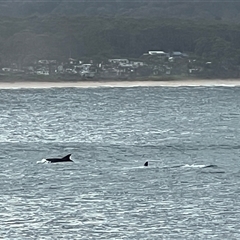 Dolphin-unknown species at South Durras, NSW - 30 Apr 2025 02:49 PM