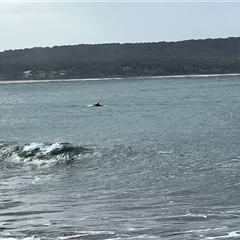 Dolphin-unknown species at South Durras, NSW - 30 Apr 2025 02:49 PM