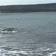 Dolphin-unknown species at South Durras, NSW - 30 Apr 2025 02:49 PM