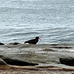 Haematopus fuliginosus (Sooty Oystercatcher) at South Durras, NSW - Today by JimL