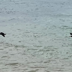Haematopus fuliginosus (Sooty Oystercatcher) at South Durras, NSW - 30 Apr 2025 by JimL