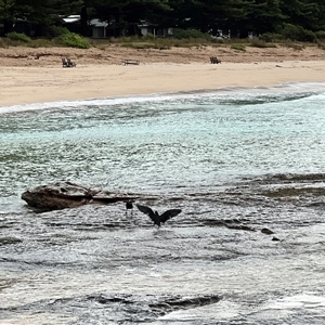 Haematopus fuliginosus at South Durras, NSW - suppressed