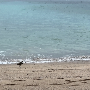 Vanellus miles (Masked Lapwing) at South Durras, NSW - Today by JimL