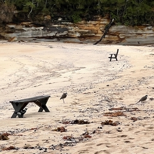 Vanellus miles at South Durras, NSW - 30 Apr 2025 01:59 PM