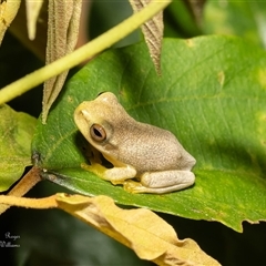 Unverified Frog at Mossman Gorge, QLD - 12 Mar 2023 by Roger