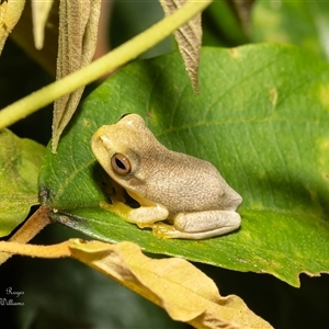 Unverified Frog at Mossman Gorge, QLD - 12 Mar 2023 by Roger