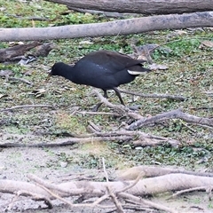 Gallinula tenebrosa at Thurgoona, NSW - 26 Apr 2025 08:19 AM