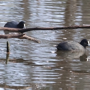 Fulica atra at Thurgoona, NSW - 26 Apr 2025 by KylieWaldon