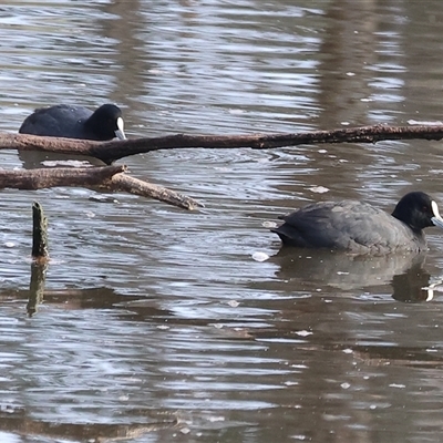 Fulica atra at Thurgoona, NSW - 26 Apr 2025 by KylieWaldon