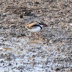 Charadrius melanops at Thurgoona, NSW - 26 Apr 2025 by KylieWaldon