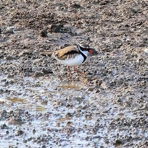 Charadrius melanops at Thurgoona, NSW - 26 Apr 2025 by KylieWaldon
