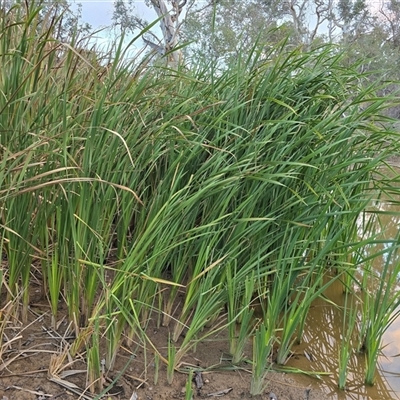 Typha orientalis at Symonston, ACT - 30 Apr 2025 by Mike