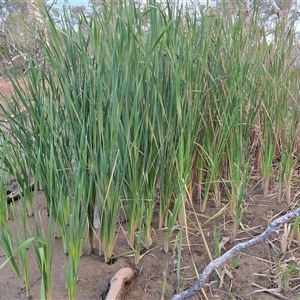 Lomandra longifolia at Symonston, ACT - Yesterday by Mike