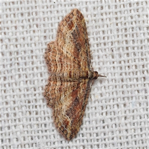 Chloroclystis filata (Filata Moth, Australian Pug Moth) by DPRees125