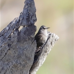 Climacteris picumnus picumnus (Brown Treecreeper) at Menindee, NSW - 22 Apr 2025 by JimL