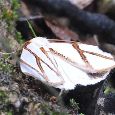 Thalaina clara (Clara's Satin Moth) by LisaH