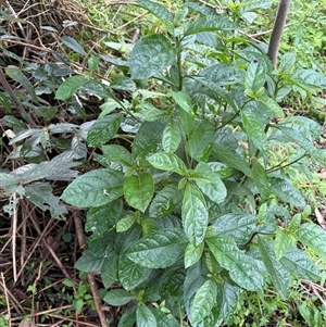 Claoxylon australe at Caparra, NSW - 30 Apr 2025 10:23 AM