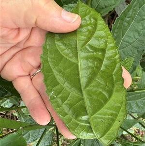 Claoxylon australe at Caparra, NSW - 30 Apr 2025 10:23 AM
