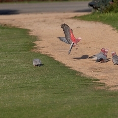 Eolophus roseicapilla (Galah) at Barmera, SA - 27 Oct 2022 by AlisonMilton