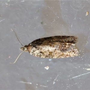 Unverified Moth (Lepidoptera) by LisaH