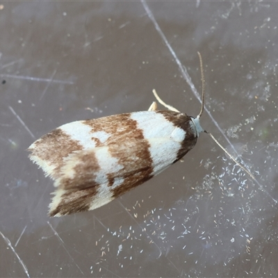 Halone sejuncta (Variable Halone) at Moruya, NSW - 30 Apr 2025 by LisaH