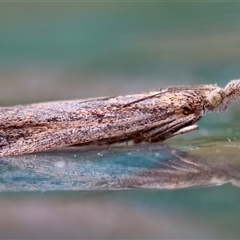 Unverified Moth (Lepidoptera) by LisaH