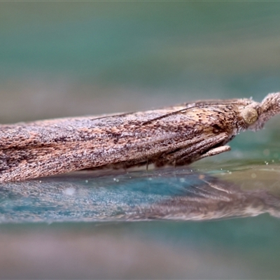 Unverified Moth (Lepidoptera) by LisaH
