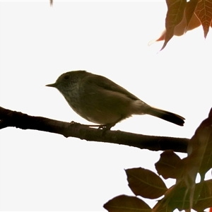 Unverified Small (Robin, Finch, Thornbill etc) by LisaH