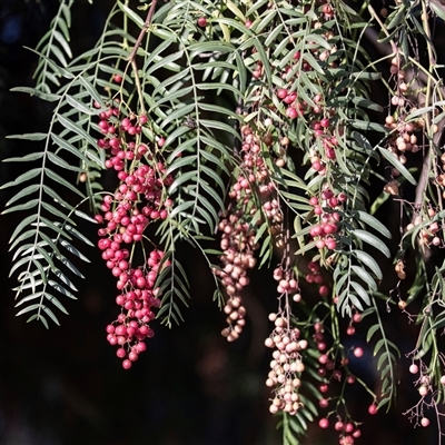 Schinus molle (Peppercorn Tree) at Barmera, SA - 27 Oct 2022 by AlisonMilton