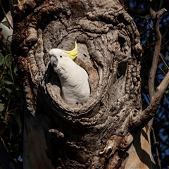 Cacatua galerita at Higgins, ACT - 7 Apr 2025 by AlisonMilton