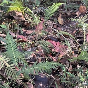 Blechnum neohollandicum (Prickly Rasp Fern) at Bournda, NSW - 25 Apr 2025 by Clarel
