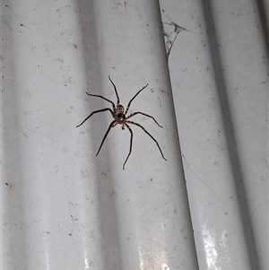 Heteropoda sp. (genus) (Huntsman spider) at Border Ranges, NSW - 26 Apr 2025 by Mitchellbaker1990