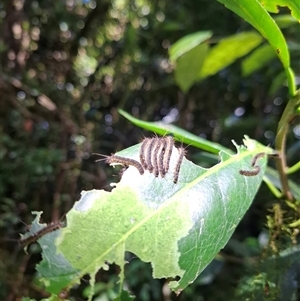 Unverified Insect at Border Ranges, NSW - 27 Apr 2025 by Mitchellbaker1990