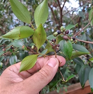 Trochocarpa laurina at Mebbin, NSW - 27 Apr 2025 12:01 PM