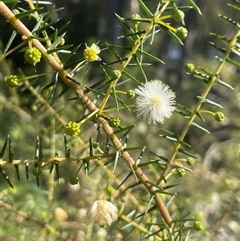 Acacia ulicifolia (Prickly Moses) at Eden, NSW - 24 Apr 2025 by Clarel