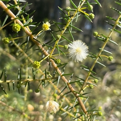 Acacia ulicifolia (Prickly Moses) at Eden, NSW - 24 Apr 2025 by Clarel