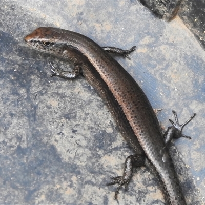 Lampropholis delicata at Wanniassa, ACT - 28 Apr 2025 by JohnBundock