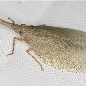 Rentinus dilatatus at Melba, ACT - 29 Apr 2025 by kasiaaus